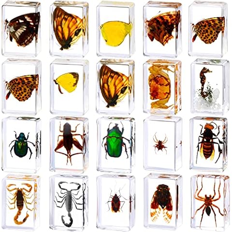 20 Pcs Insect Resin Specimen Collection Cover