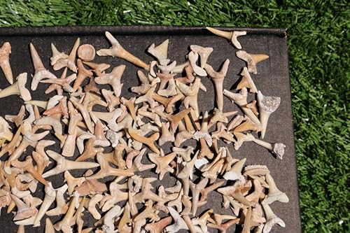 Image of Great Collection of Shark Teeth Fossil Shark Teeth Fossils for Kids Fossils from Morocco A253