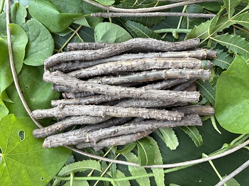SATVIKA ENTERPRISE Fresh Giloy Stem | Guduchi | Gulvel Stick (6-inch)-set of 25 stems 100% Natural &...