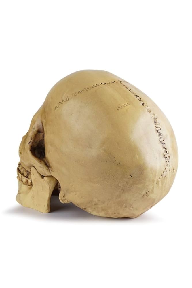 Amazon.co.jp: 頭蓋骨 1/1 実物大 模型 スカル ドクロ ガイコツ