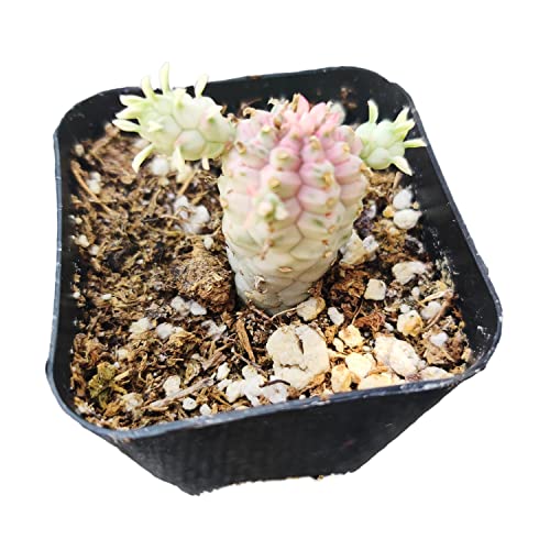 Uskc Live Cactus Plants (2"Pot Euphorbia Mammillaris Variegata) #TOP18