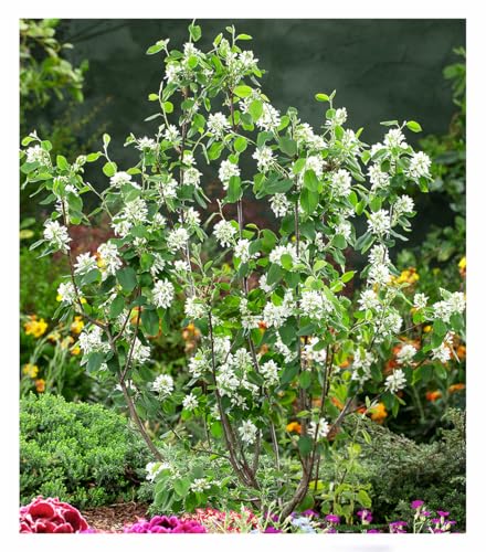 BALDUR Garten Felsenbirne Amelanchier 'Greatberry® Garden',1 Pflanze, ausgefallene Blüte, leckere, gesunde Früchte, winterharter Zierstrauch, pflegeleicht, mehrjährig, ideal für Beet & Kübel