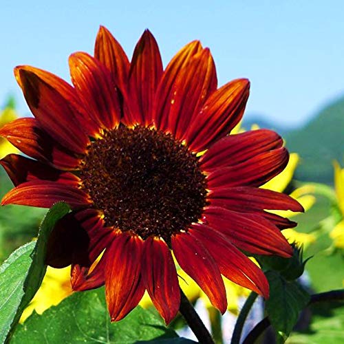 Raise Me Up: Seeds Moulin Rouge Sunflower Ornamental Red Annual Flowers #TOP6