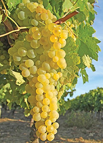 Florona Exotic Grape Plant Himrod Seedless White Grape plant 1 Healthy Vine Cutting Plant on Poly Bag (B09HMTY362) Amazon Price History, Amazon Price Tracker