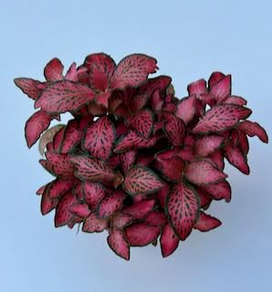 Fittonia Plant - Nerve Plants | Terrarium Plants | 8cm Pot Height 10-15cm Approx (Forest Flame)