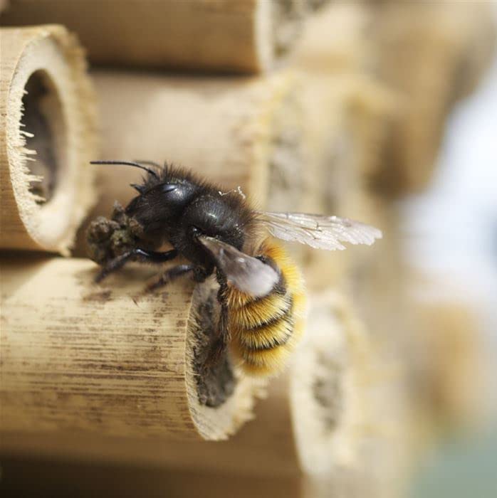 BeeHome dunkel - Wildbienenhotel mit Gutschein für 25 Bienen!
