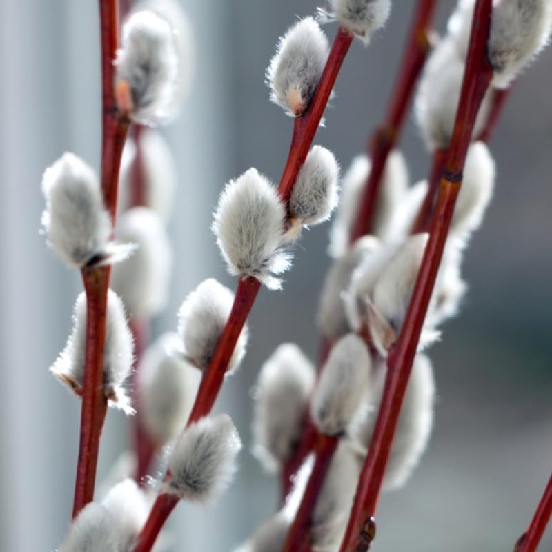 10Pcs Pussy Willow Cuttings for Growing 8-12 Inch Tall, Willow Plant Live for Planting