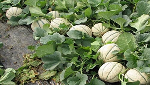 Image of Muskmelon hybrid seeds for planting (5 seeds)