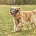 balacoo Sonnenbrillen für Hunde: UV-Schutz Sonnenbrille mit Einstellbar Gummiband Wasserdicht Winddicht Augenschutz für Mittel/Gross Hunde