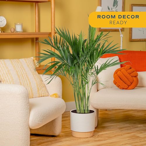 Image of Costa Farms Cat Palm Live Plant in Decorative Pot, Large Indoor Houseplant, Perfect for Home, Room, or Office Decor, Great House Warming or Birthday Gift, 3-4 Feet Tall