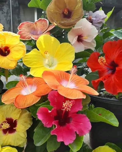 Image of Multi Color Hibiscus Live Plant 5 to 8 Color Grafted Hybrid Gudhal Flowering Plant Exotic Bloom Outdoor Decorative Plant for Home Garden Balcony Terrace Pack of 1