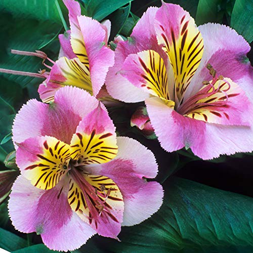 Alstroemeria Colorita Paola Outdoor Flowering Lilies Herbaceous Perennial (20-30cm (Incl. Pot))