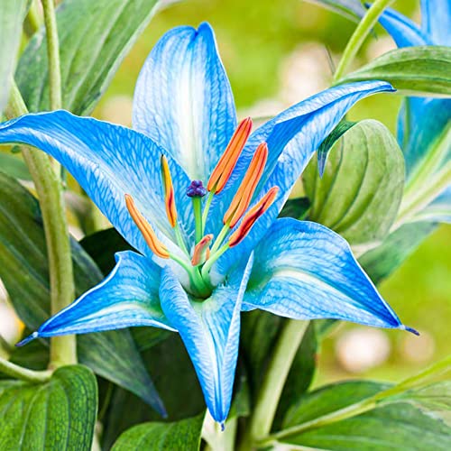Lilien Blau Die 15 besten Produkte im Vergleich Elternchecker