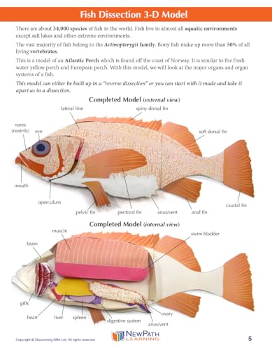 Image of NewPath Atlantic Perch Fish Dissection 3-D Paper Model Making Kit - Individual Student Edition (17-7747)