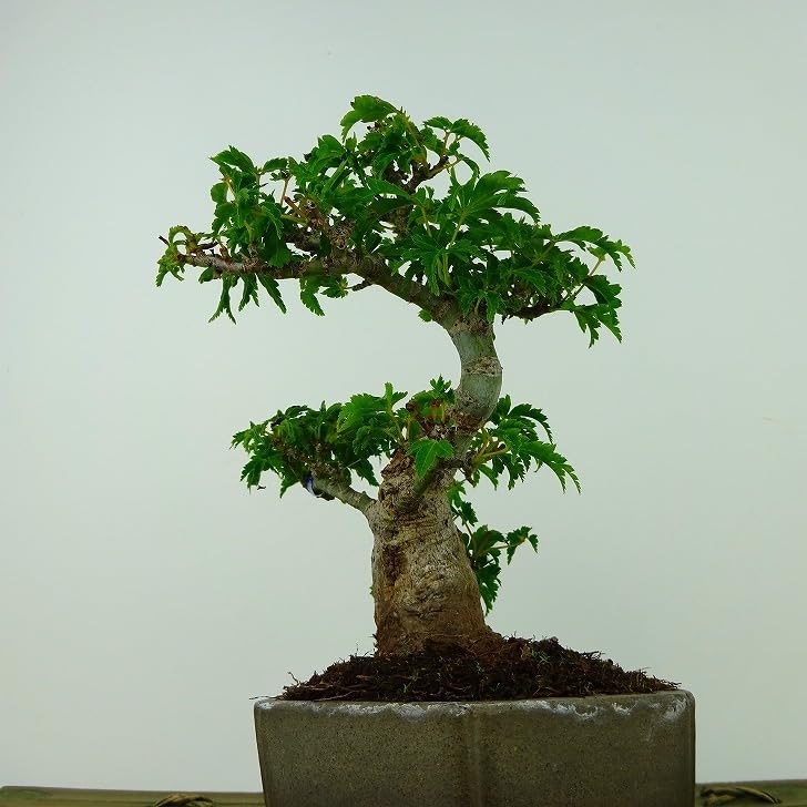 Amazon.co.jp: 盆栽 紅葉 獅子頭 樹高 約16cm もみじ 高級盆栽 Acer