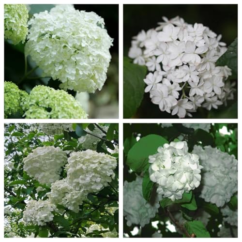 Bulbi di ortensia Perenni da giardino per principianti Piantagioni in vaso Decorazioni-2bulbi-A