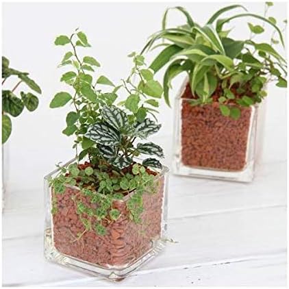 Amazon 観葉植物 ハイドロカルチャー ミニ観葉３種の寄せ植え ニューブロック ｍ １個 観葉植物 オンライン通販