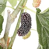 Dwarf Everbearing Mulberry Plant - Morus nigra - Sweet Fruit - 4' Pot