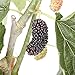 Dwarf Everbearing Mulberry Plant - Morus nigra - Sweet Fruit - 4" Pot