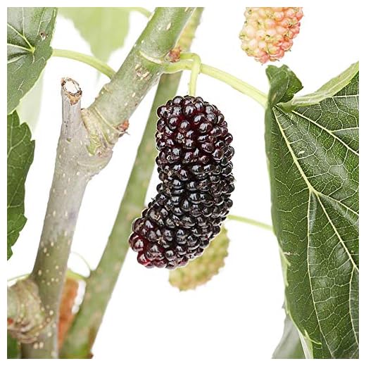 Dwarf Everbearing Mulberry Plant - Morus nigra - Sweet Fruit - 4" Pot
