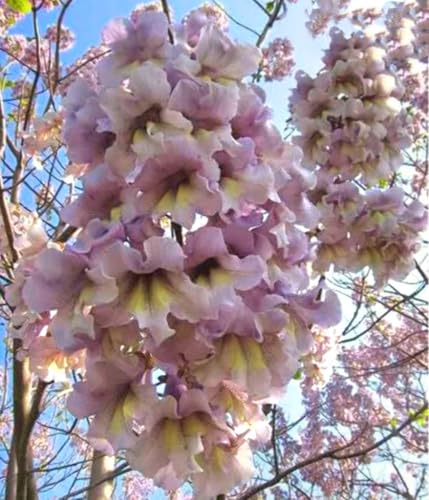 450 Paulownia Fortunei Seeds Dragon Tree Fortune's Empress Sapphire Tree Seeds for Outdoor Planting
