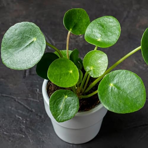 Chinese Money Plant Live in 4'' Inch Pot | Pilea Plant Live | Easy-Care Indoor Houseplant for Apartments, Workspaces & Decorative Pots | Real Plants for Gardening Lovers