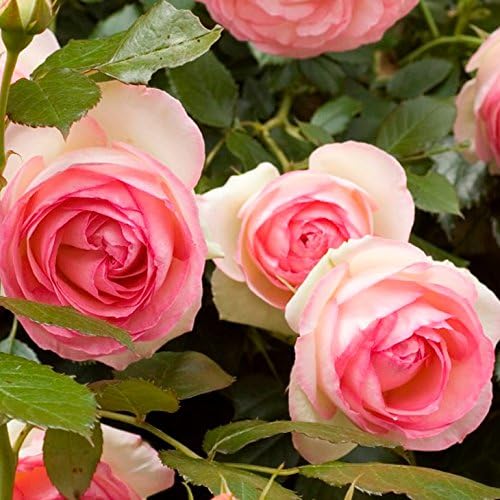 Amazon バラ 苗 つるバラ ピエール ドゥ ロンサール Cl 大輪 返り咲き 2年生 接ぎ木大苗 植木 Amazon バラ 苗 つるバラ ピエール ドゥ ロンサール Cl 大輪 返り咲き 2年生 接ぎ木大苗 植木