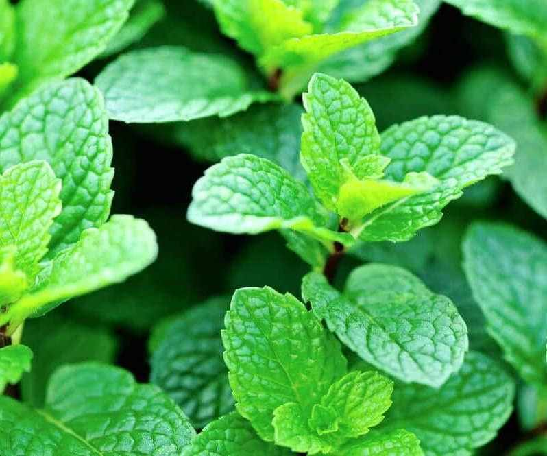 Jb Mint Seeds, High Germination Rate, All Seasons, Terrace/Balcony Gardening, with Instructions (B0DD4YDZD1) Amazon Price History, Amazon Price Tracker