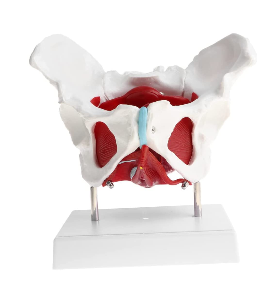 Modele szkieletu, Model edukacyjny, Model mięśni dna miednicy żeńskiej, Wyjmowane organy, Model anatomiczny, Materiały laboratoryjne, Model dna miednicy żeńskiej, Medyczny,