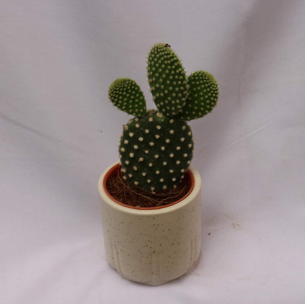 OhhSome Opuntia Microdasys Bunny Ear Cactus Live Plant (B09N9C45SK) Amazon Price History, Amazon Price Tracker