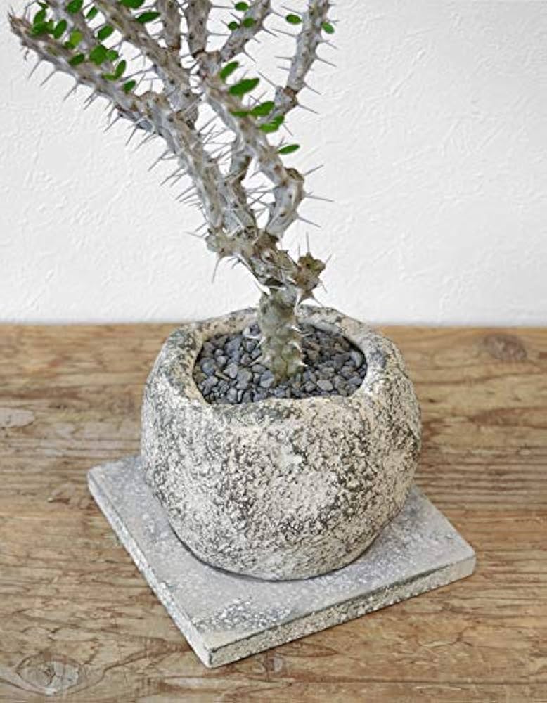 51wvvVE5gvL._AC_UF894, 51wvvVE5gvL._AC_UF894,