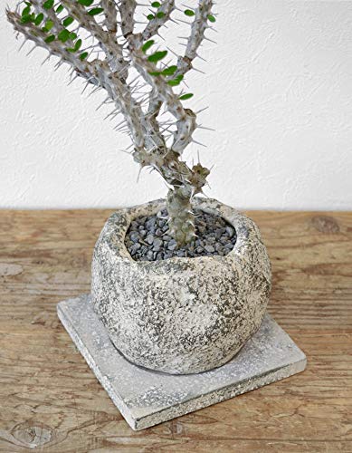 Amazon｜観葉植物 本物 アローディア プロセラ 亜竜木 ビザール