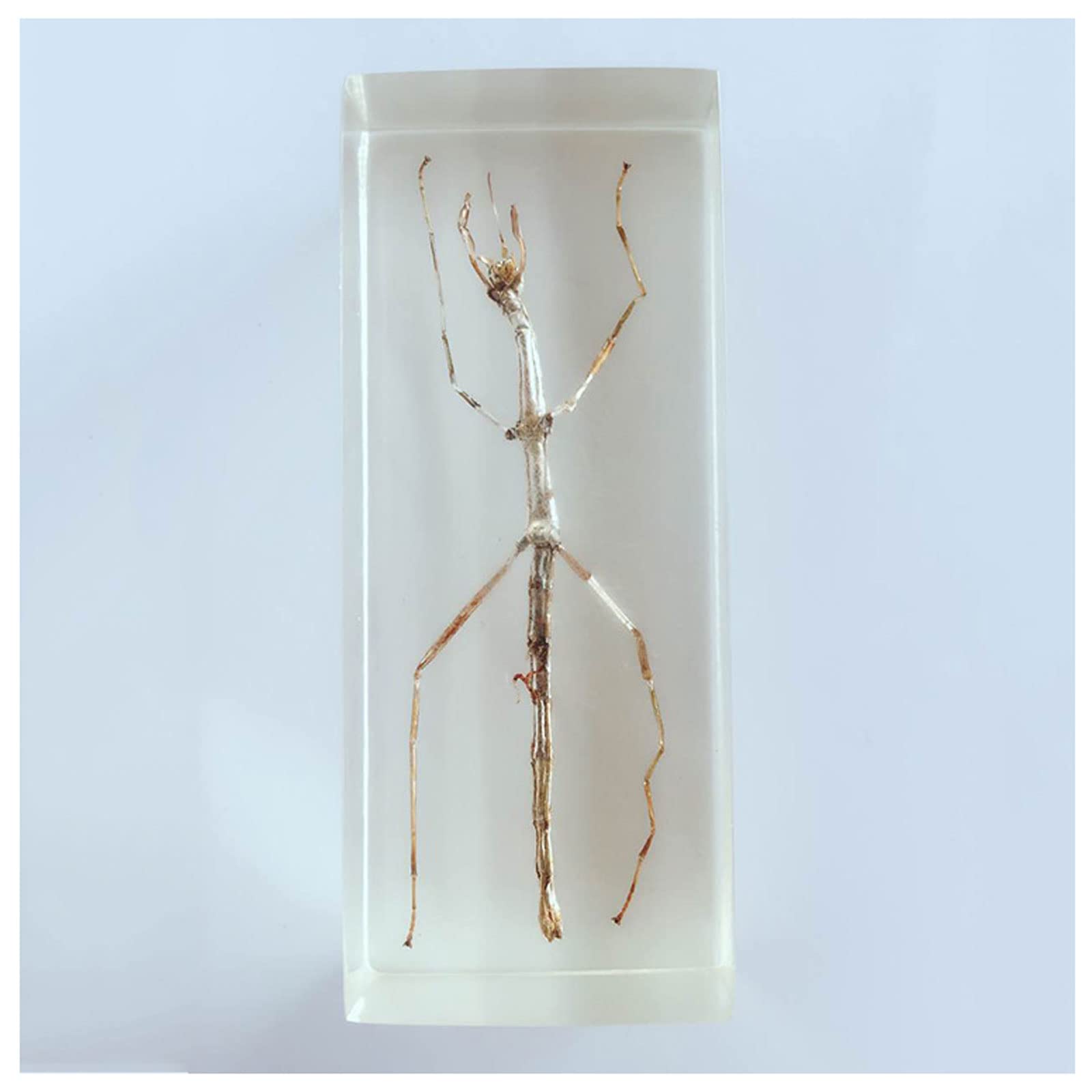 Amazon | WHFY 昆虫標本、透明樹脂、昆虫樹脂、本物の昆虫標本モデル