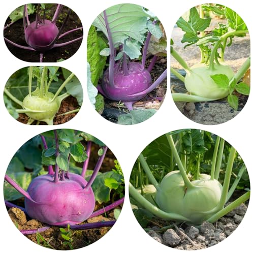semillas de colinabo resistentes - Balcón jardín interior 200pcs