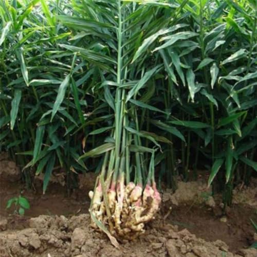 pianta bulbo zenzero vaso 14cm terre di romagna bellissima pianta bulbo 1 pz