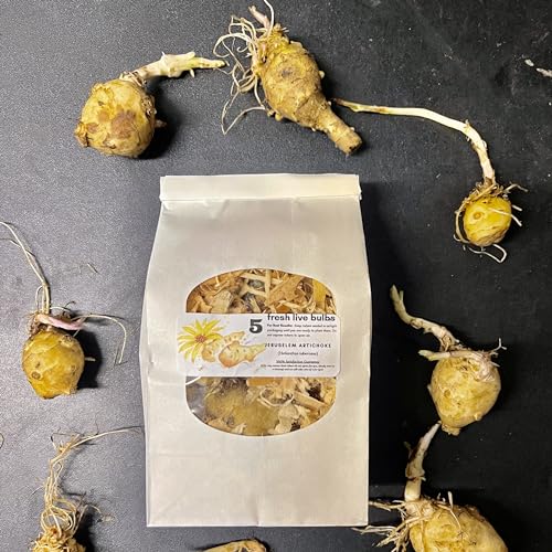 Live Bare-Root Pre-Sprouted Jerusalem Artichoke Tubers