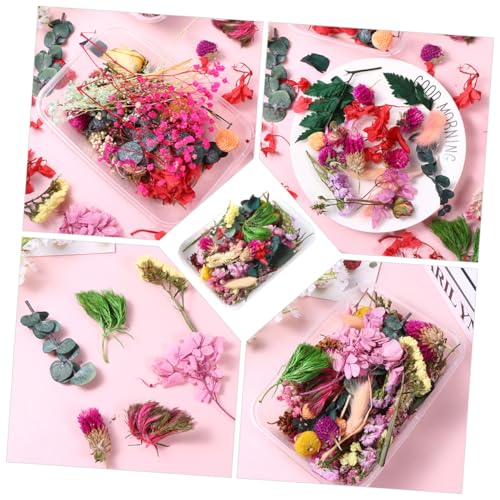 6 cajas flores naturales secas para manualidades y decoración miniatura 6