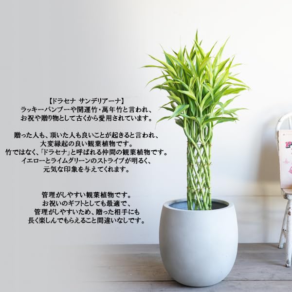 Amazon｜ミリオンバンブー ドラセナサンデリアーナ バルーン型 8号