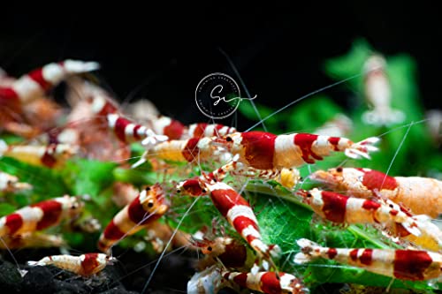Swimming Creatures&trade; Freshwater Aquarium Caridina Shrimp - A Perfect Combo to Brighten Your...