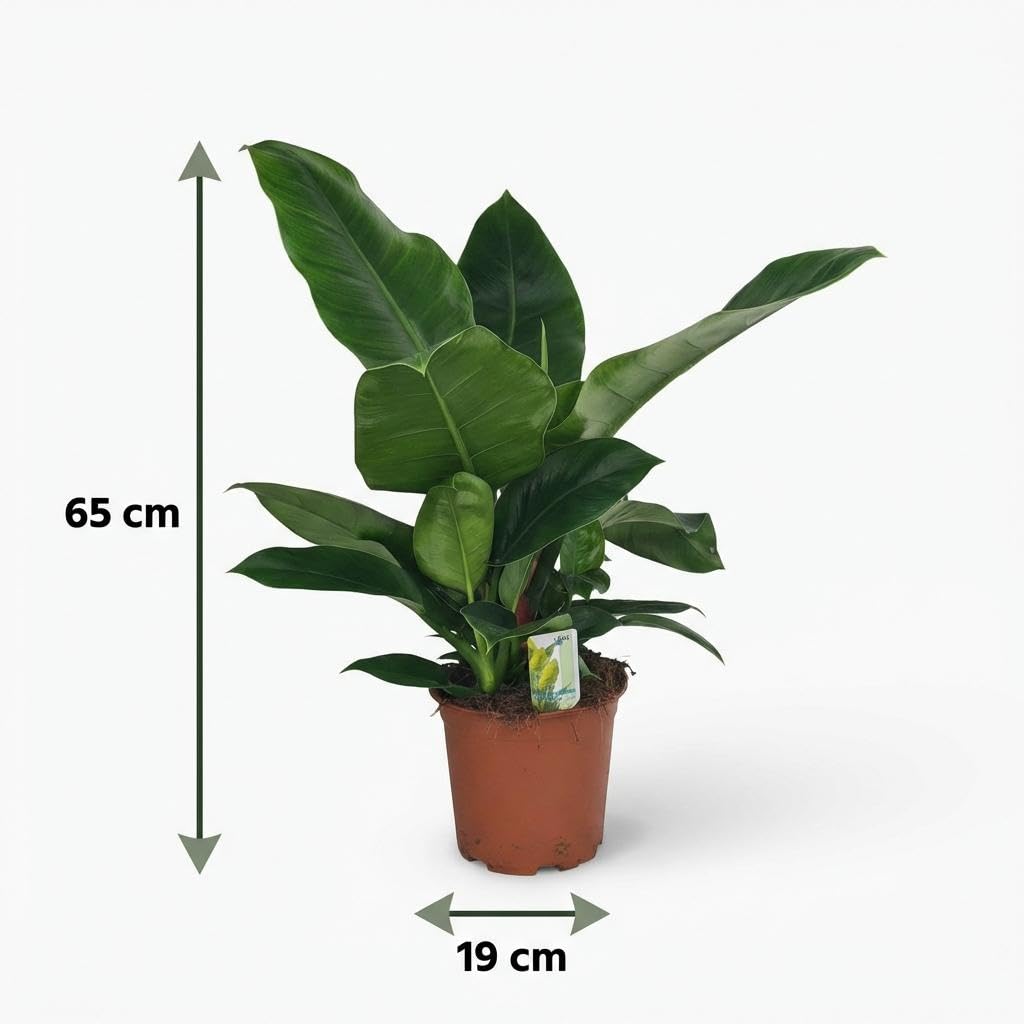 Philodendron Imperial Green grün 65cm 19cm Zimmerpflanze pflegeleicht große glänzende Blätter für Wohnzimmer Büro Schlafzimmer tropische Grünpflanze