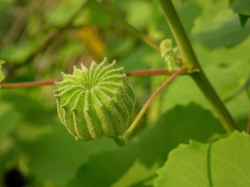 Gagan Atibala/Abutilon indicum Medicinal Plant (B0C1MVX4W3) Amazon Price History, Amazon Price Tracker
