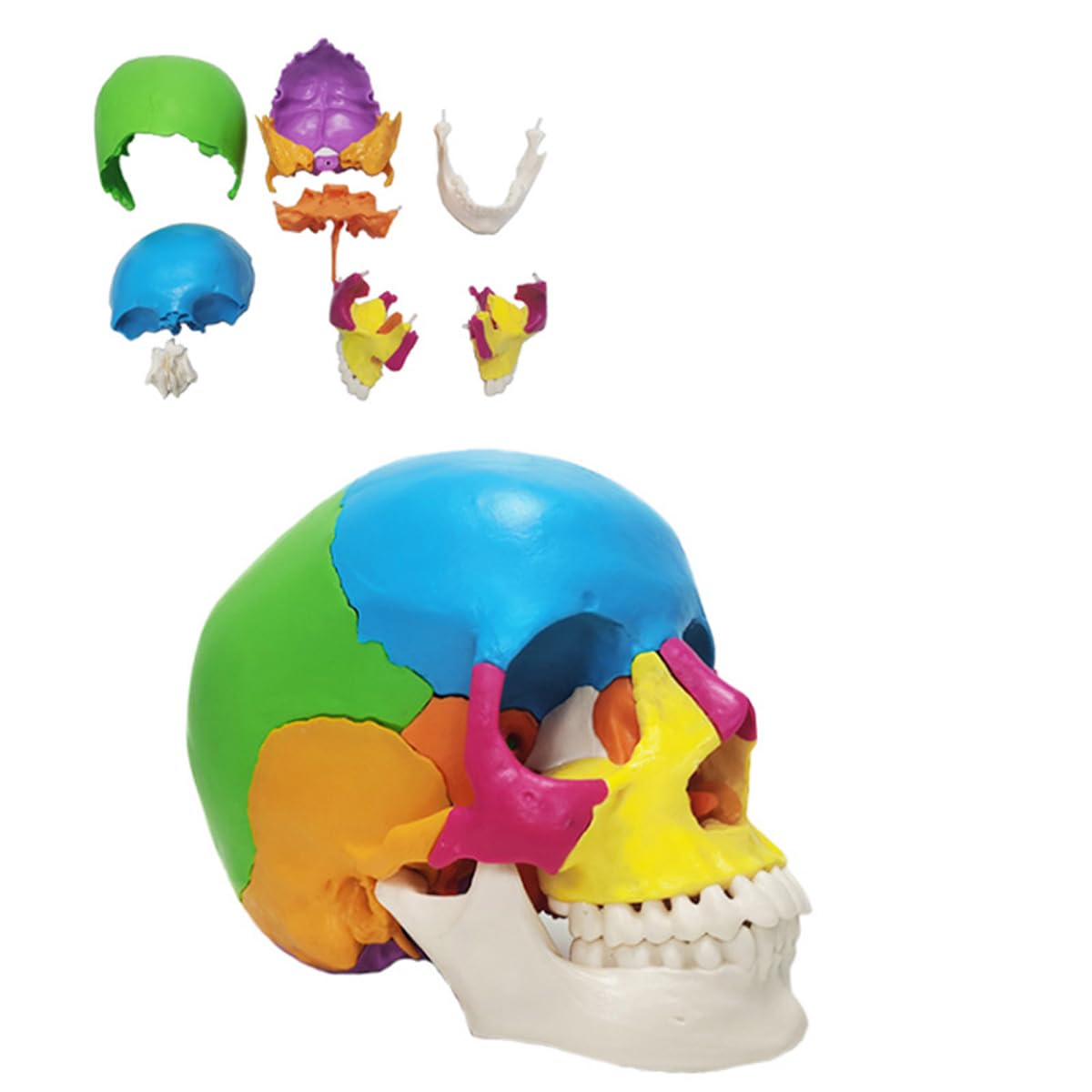 Rompecabezas De Modelo De Cráneo Humano, Modelo Anatómico Desmontable De 22 Piezas para Educación Médica, Equipo Didáctico Ideal para Clínicas Dentales Y Aprendizaje.