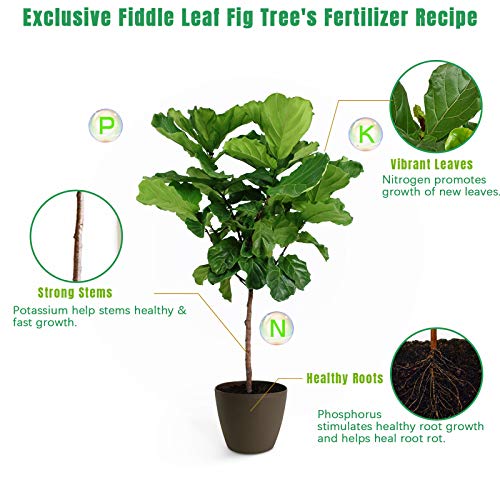 Fertilizante Líquido FOLLOWIN para Ficus Lyrata 21 fl oz miniatura 4