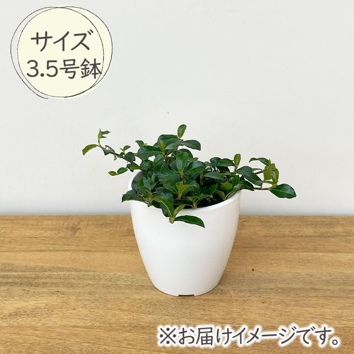 Amazon｜観葉植物 cot フィカス シャングリラ つる性ガジュマル 3.5号
