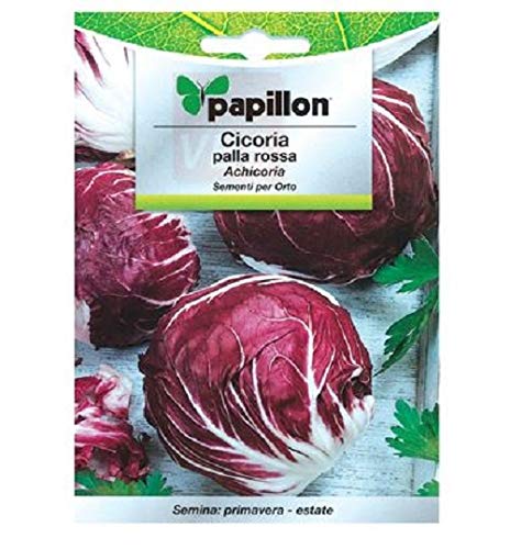 SEMENTI SEMI CICORIA PALLA ROSSO(ACHICORIA)7 GR