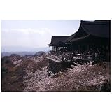 img_京都府京都市東山区清水寺の桜のポストカード葉書はがきハガキ Photo by絶景.com