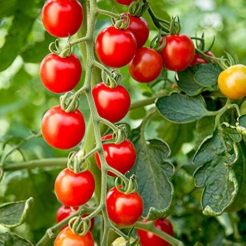 Suttons Crimson Cherry F1 Tomato Seeds Cover