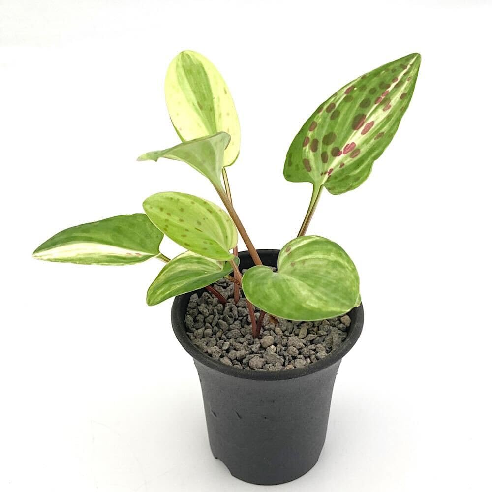 Amazon.co.jp: （観葉植物）ドリミオプシス マクラータ 斑入り