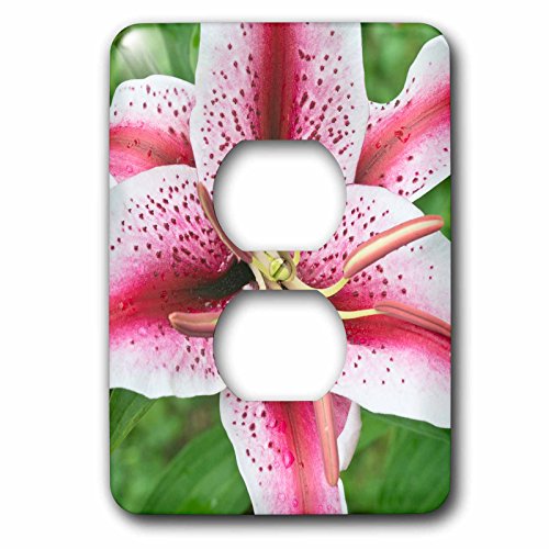 Coque de prise double Lily Bellevue Washington par 3drose