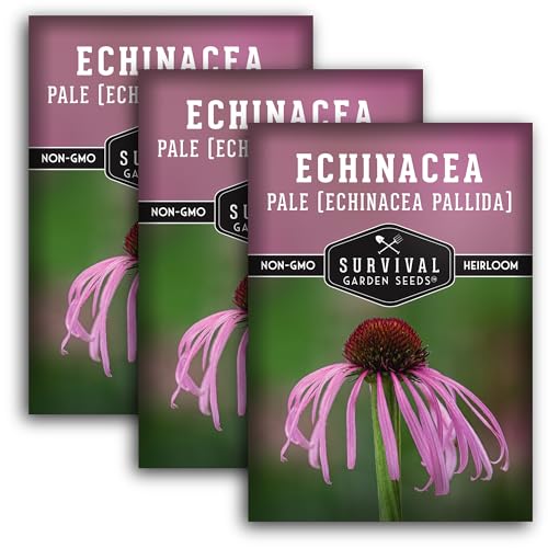 Survival Garden Seeds Pale Purple Coneflower Seeds for Planting - 3 Packets with Instructions for Growing Lavender-Pink Echinacea Pallida in Your Flower Garden - Non-GMO Heirloom Native Wildflower